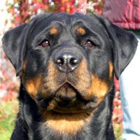 Abigal | Rottweiler 