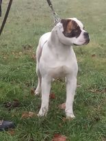 Red Cock's Sorbon | American Bulldog 