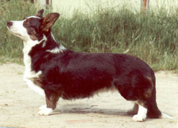 Faydom Sparkling Moonstone | Cardigan Welsh Corgi 