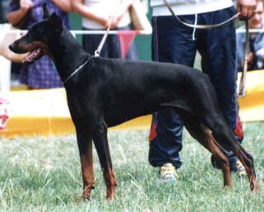 Elektra Eleale v. Diaspora | Black Doberman Pinscher