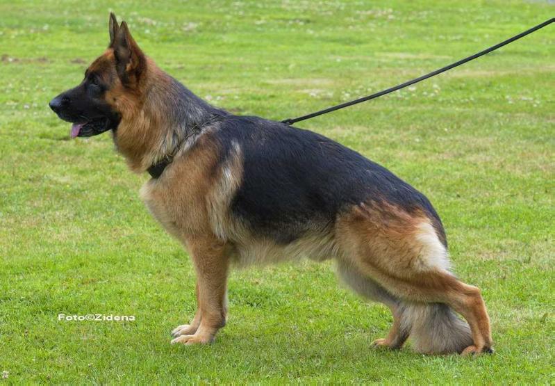 Rothcos Illiano | German Shepherd Dog 