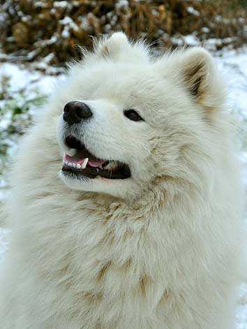 IZDOMASU Imikus | Samoyed 