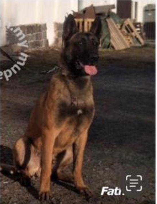 Vart Lufty | Belgian Malinois 