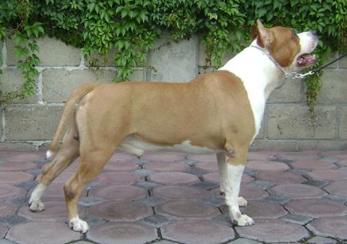 Dragon Ball (Coca) | American Staffordshire Terrier 