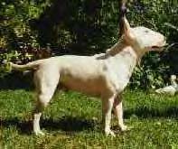 Amadeus vom pfinzgraber | Miniature Bull Terrier 