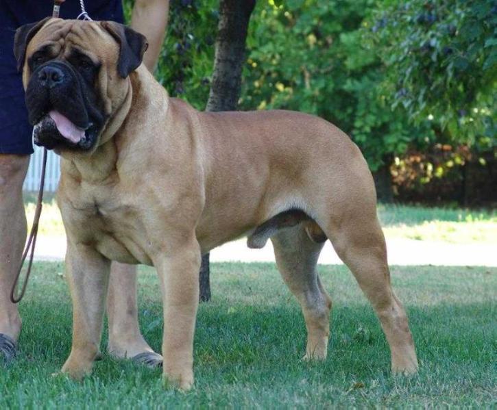 BRIAN JACKE | Bullmastiff 