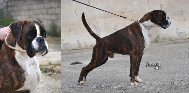 Annibale delle Terre di Sicilia | Boxer 