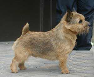Maralinga Mahogany | Norwich Terrier 
