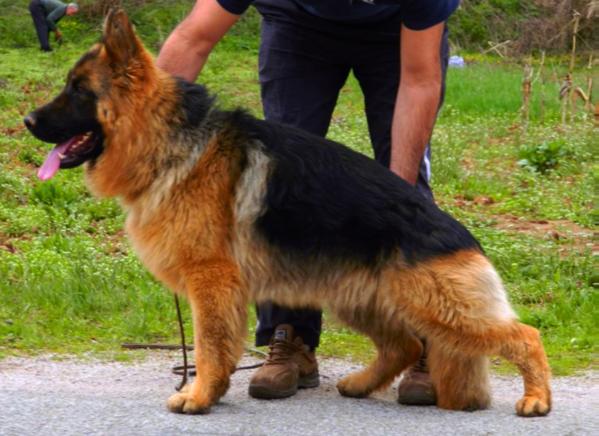 KChico od Petkovica | German Shepherd Dog 