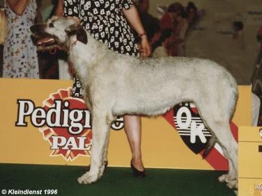 Connie Norman | Irish Wolfhound 