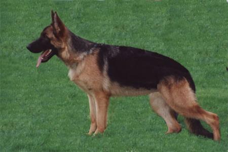 yade vom tamaraspitze | German Shepherd Dog 