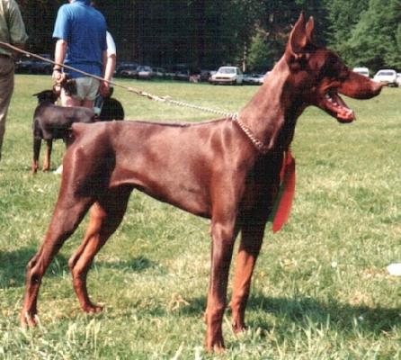 Eika du Clos Des Naritz | Brown Doberman Pinscher