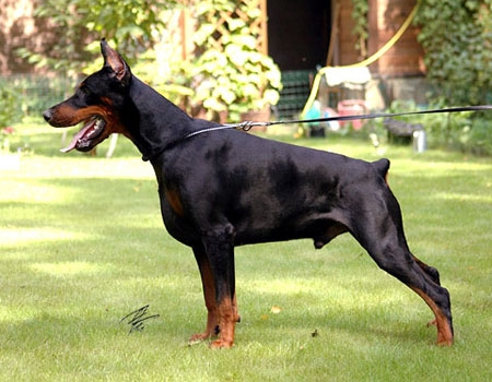 Pimm's Number One iz Doma Domeni | Black Doberman Pinscher