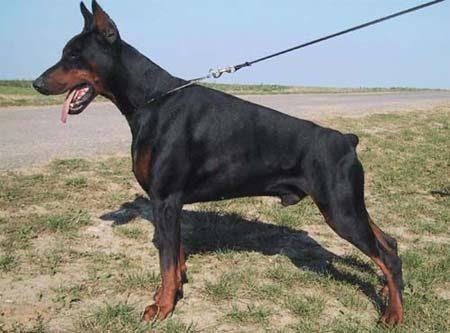 Fabius Pictor Renewal | Black Doberman Pinscher