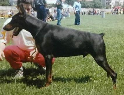 Apolon di Motta Visconti | Black Doberman Pinscher