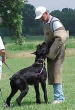 Iro's Gizmo von Bandit | Giant Schnauzer 