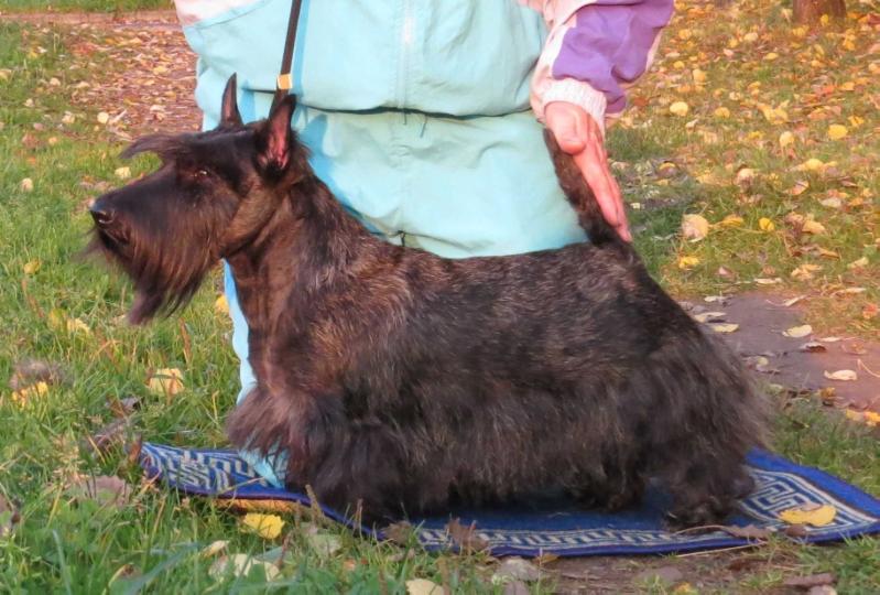 Melkiy Bes Hunta | Scottish Terrier 