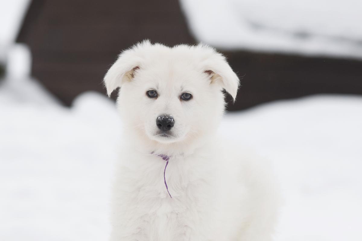 Renoir of Angelotti | White Swiss Shepherd Dog 