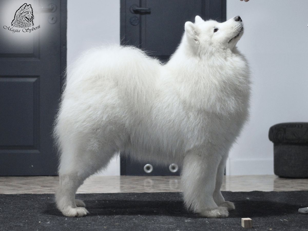 BREGO OF IDOL Magia Syberii | Samoyed 