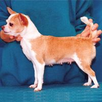 KOLUMBI K'APACHA | Chihuahua 