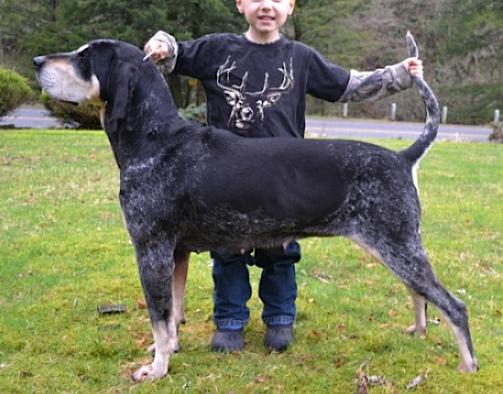 Cedar Creek Blue Moon Rising | Bluetick Coonhound 