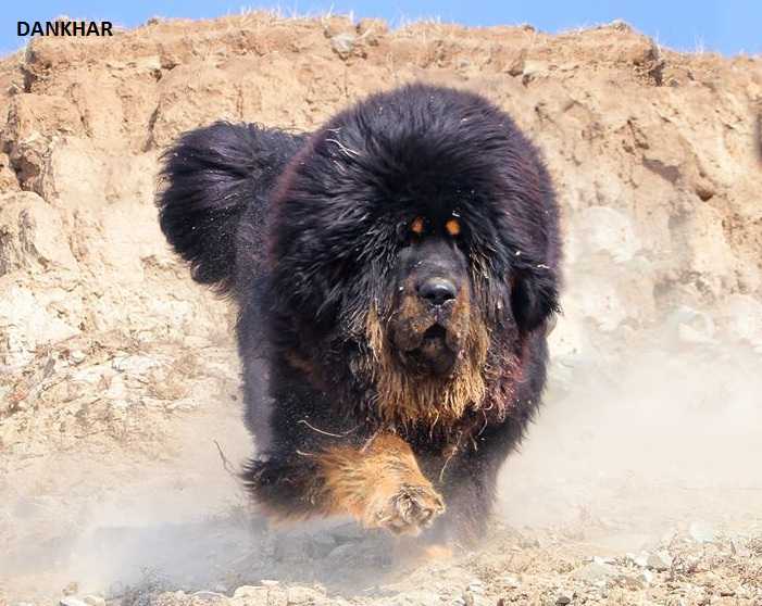 DANKHAR | Tibetan Mastiff 