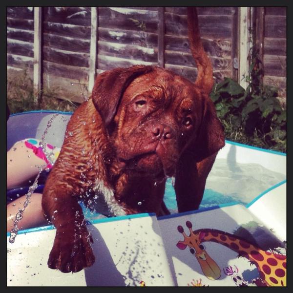tinkerbelly big paw | Dogue de Bordeaux 