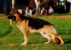 Pütz von Bad-Boll | German Shepherd Dog 