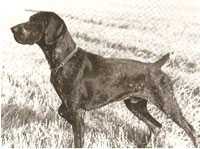 TIBOR V HEGE HAUS | German Shorthaired Pointer 