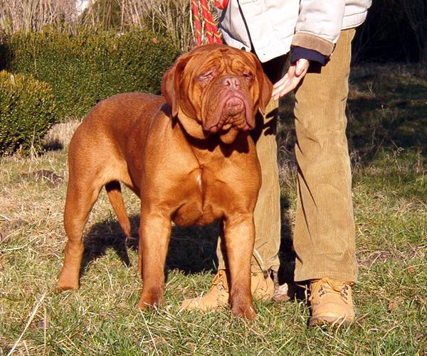 Urban Sohos Tannakayd Lilly | Dogue de Bordeaux 