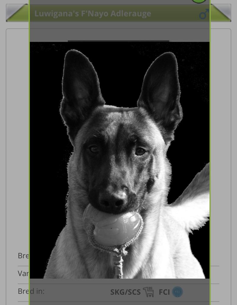 Luwigana’s F’Nayo Adlerauge | Belgian Malinois 