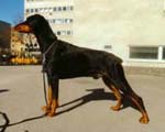 Dobfancier's Ortuz | Black Doberman Pinscher