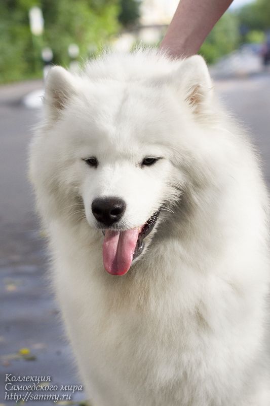 Radost Zhizni Whisper of Love | Samoyed 