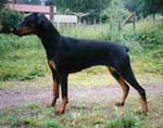 Dobfancier's Okteza | Black Doberman Pinscher