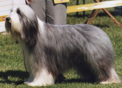 Snowmead sans faute | Bearded Collie 