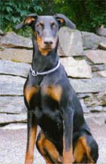 Dobfancier's Oriza | Black Doberman Pinscher