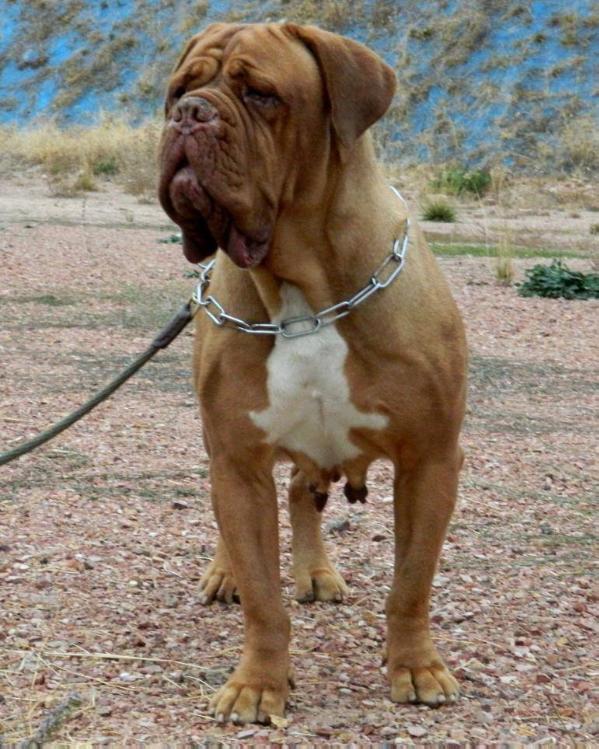 Carla Von Bullbordogs | Dogue de Bordeaux 