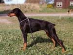 Dobfancier's Orizza | Black Doberman Pinscher