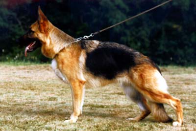 Thea vom Baronenwald | German Shepherd Dog 