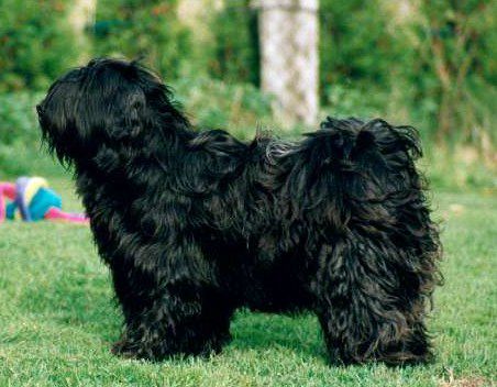 AN-DRA LAMLEH VON NAMA-SCHU | Tibetan Terrier 