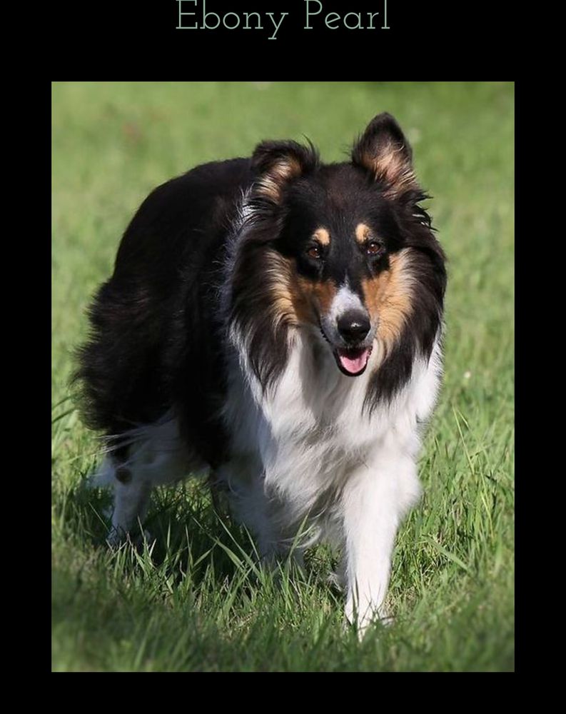 Ebony Pearl | Rough Collie 