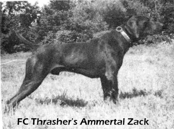 TRASHER'S AMMERTAL ZACK | German Shorthaired Pointer 