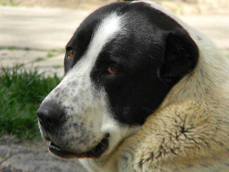 Namuna iz Ruskog Izvora | Central Asian Shepherd Dog 