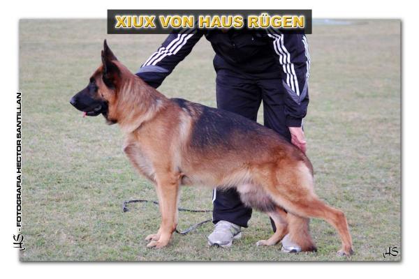 Xiux Von Haus Rügen | German Shepherd Dog 