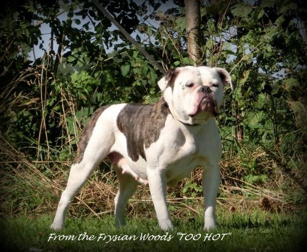 From Frysian Woods TOO HOT | American Bulldog 