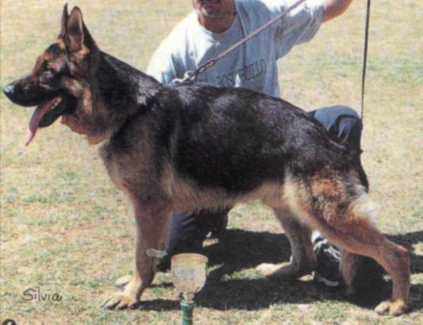 Nordik Du Mormont (Ayuda/Help con/with Pedigree) | German Shepherd Dog 