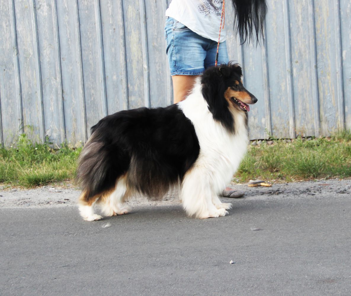 DANAPRIS MAJESTY DONNA LEDI ROSE | Rough Collie 