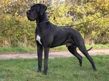 Trussardi Vom Wiesengrund | Great Dane 