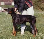 Dobfancier's Ozi | Black Doberman Pinscher