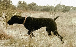 Hercules von Busjahn JH | German Shorthaired Pointer 